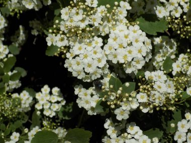 Spirea (Latince: Spirea), Pembe ailede yetişen bir çalı türü.