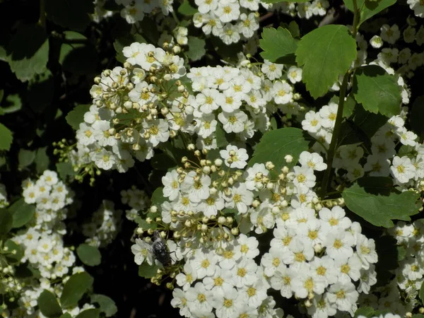 Spirea (Latince: Spirea), Pembe ailede yetişen bir çalı türü.