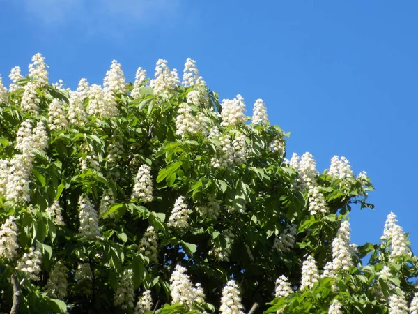 Chestnut (Castanea Tourn), kayın familyasından bir bitki cinsidir.