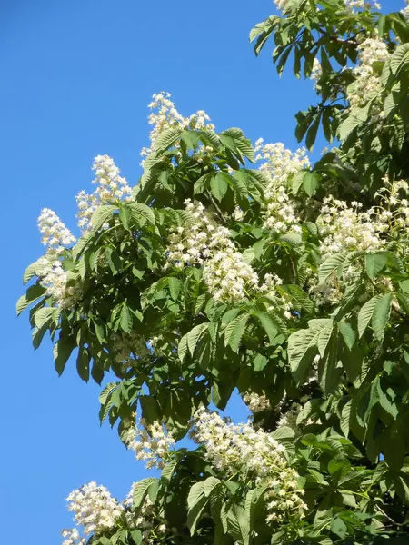 Castanea Tourn Género Plantas Con Flores Perteneciente Familia Beech —  Fotos de Stock