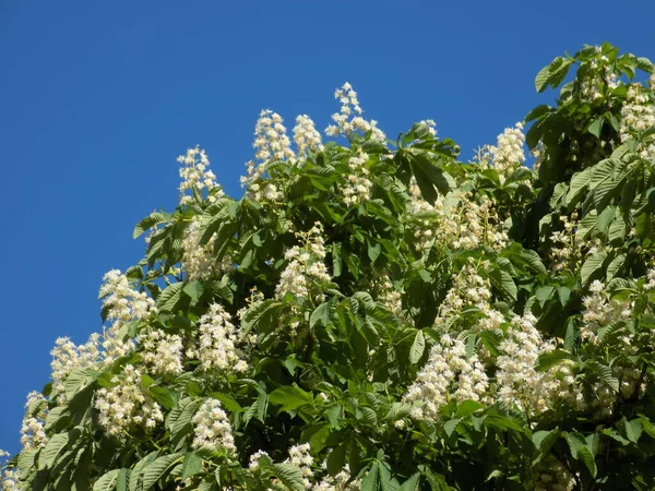 Chestnut (Castanea Tourn), kayın familyasından bir bitki cinsidir.