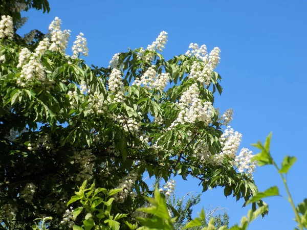 Chestnut (Castanea Tourn), kayın familyasından bir bitki cinsidir.