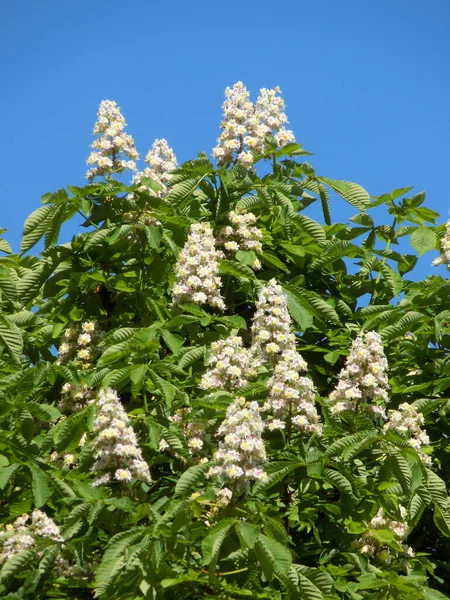 Kastanje Castanea Tourn Een Geslacht Uit Familie Beuken Poaceae — Stockfoto