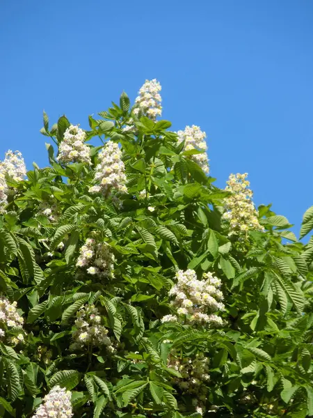 Castanea Tourn Género Plantas Con Flores Perteneciente Familia Beech —  Fotos de Stock