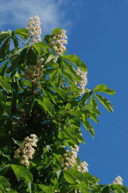 Chestnut (Castanea Tourn), kayın familyasından bir bitki cinsidir.