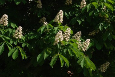 Chestnut (Castanea Tourn), kayın familyasından bir bitki cinsidir.