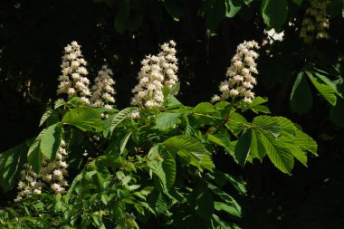 Chestnut (Castanea Tourn), kayın familyasından bir bitki cinsidir.