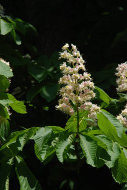 Chestnut (Castanea Tourn), kayın familyasından bir bitki cinsidir.