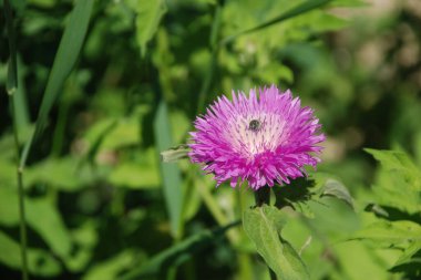 Aster, aster familyasından bir bitki cinsidir.