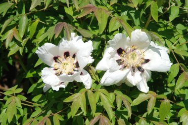 Malva, veya Mallow (Latin Mlva)