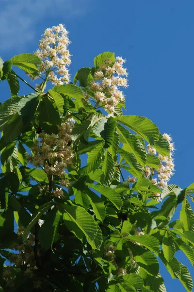 Kastanje Castanea Tourn Een Geslacht Uit Familie Beuken Poaceae — Stockfoto