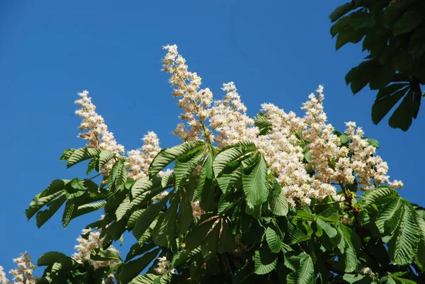 Kastanje Castanea Tourn Een Geslacht Uit Familie Beuken Poaceae — Stockfoto