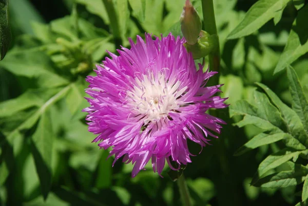 Aster Genus Herbaceous Plants Aster Family — Stock Photo, Image