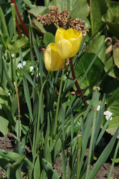 Tulpen Tulipa Eine Pflanzengattung Aus Der Familie Der Liliengewächse — Stockfoto