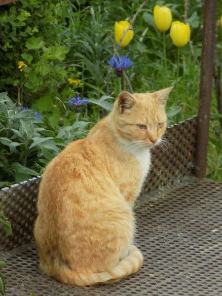 Die Katze Der Katze Oder Katze Der Katze Lateinisch Felis — Stockfoto