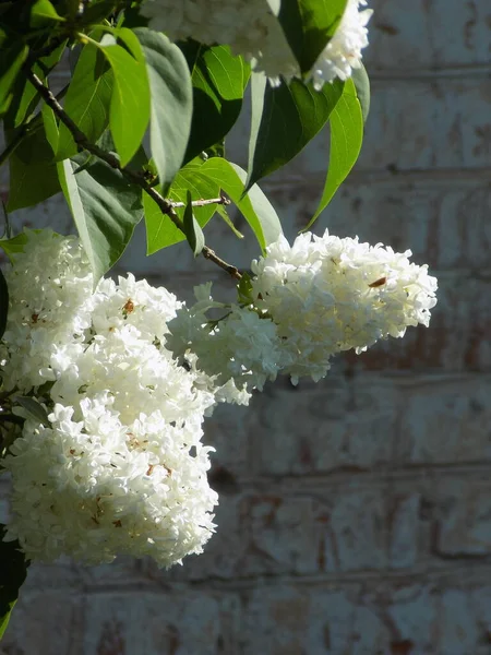 Liliowy Syringa Jest Rodzajem Roślin Kwitnących Rodzinie Oliwek — Zdjęcie stockowe