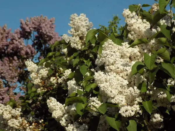 Lilac Injekční Stříkačka Rod Kvetoucích Rostlin Čeledi Oliv — Stock fotografie