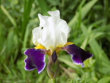  Iris, ya da Kasatik, ya da Horoz (lat. ris)