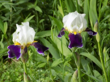  Iris, ya da Kasatik, ya da Horoz (lat. ris)