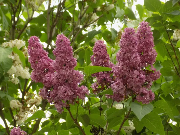 Lilac Syringa Género Plantas Con Flores Perteneciente Familia Las Aceitunas —  Fotos de Stock