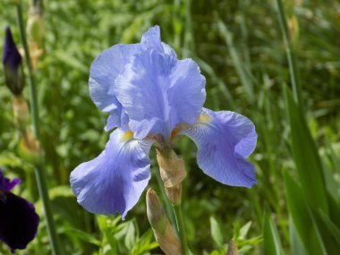  Iris, ya da Kasatik, ya da Horoz (lat. ris)          