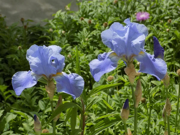 Iris Kasatik Tai Cockerel Litteä Tilu — kuvapankkivalokuva