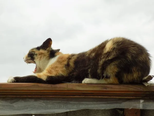 Gato Del Gato Gato Del Gato Latín Felis Silvestris Catus —  Fotos de Stock