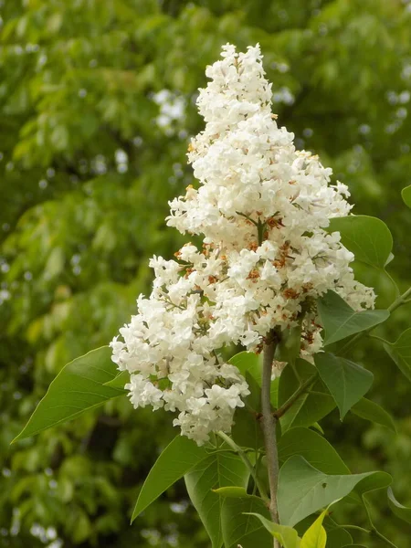 Liliowy Syringa Jest Rodzajem Roślin Kwitnących Rodzinie Oliwek — Zdjęcie stockowe