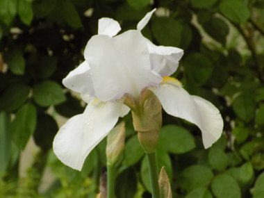  Iris, ya da Kasatik, ya da Horoz (lat. ris)                   