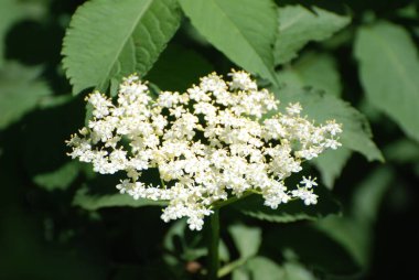 Kara mürver (Latince Sambcus ngra) - Yaprak döken çalılar, Adoxaceae ailesinin Yaşlı (Sambucus) türü.