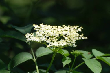 Kara mürver (Latince Sambcus ngra) - Yaprak döken çalılar, Adoxaceae ailesinin Yaşlı (Sambucus) türü.