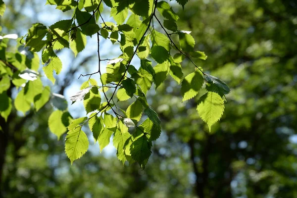 枝に緑の葉 — ストック写真