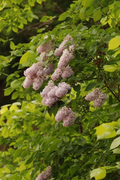 Lilac Syringa Género Plantas Con Flores Perteneciente Familia Las Aceitunas — Foto de Stock