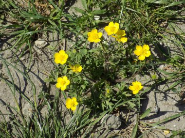 Sarısı çok çiçekli.