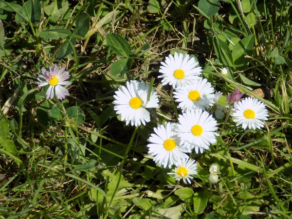 Camomilla Matricaria Altri Nomi Romana Donnola Nuora Romanzo Raramente Arrossire — Foto Stock