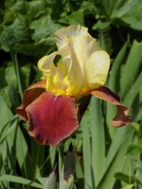  Iris, ya da Kasatik, ya da Horoz (lat. ris)