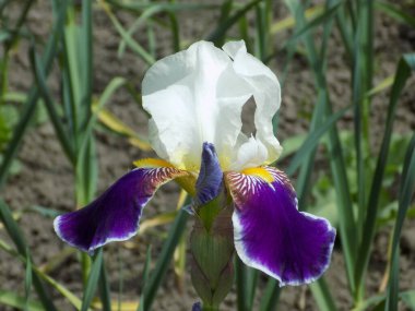  Iris, ya da Kasatik, ya da Horoz (lat. ris)