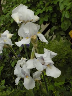  Iris, ya da Kasatik, ya da Horoz (lat. ris)                   