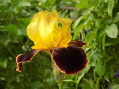  Iris, ya da Kasatik, ya da Horoz (lat. ris)                   