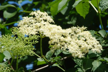 Kara mürver (Latince Sambcus ngra) - Yaprak döken çalılar, Adoxaceae ailesinin Yaşlı (Sambucus) türü.