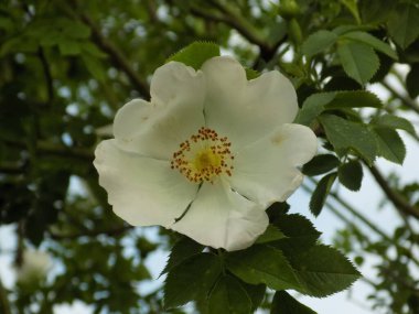 Olgun kalça dalları          