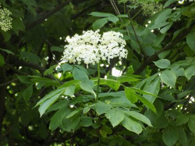 Kara mürver (Latince Sambcus ngra) - Yaprak döken çalılar, Adoxaceae ailesinin Yaşlı (Sambucus) türü.