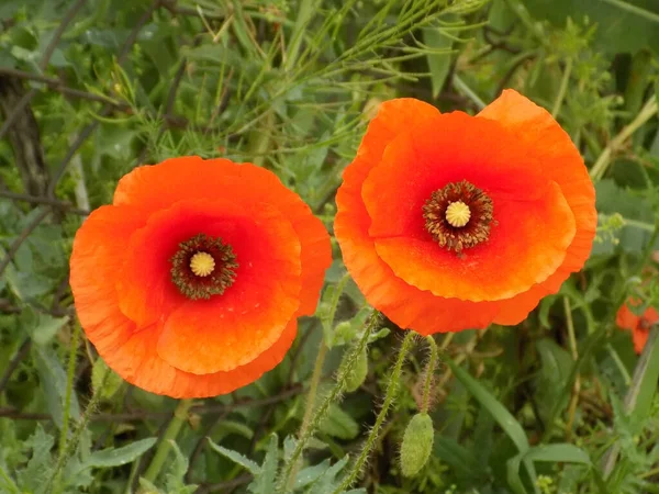 Poppy Papaver Ένα Γένος Φυτών Της Οικογένειας Παπαρούνων Papaveraceae — Φωτογραφία Αρχείου