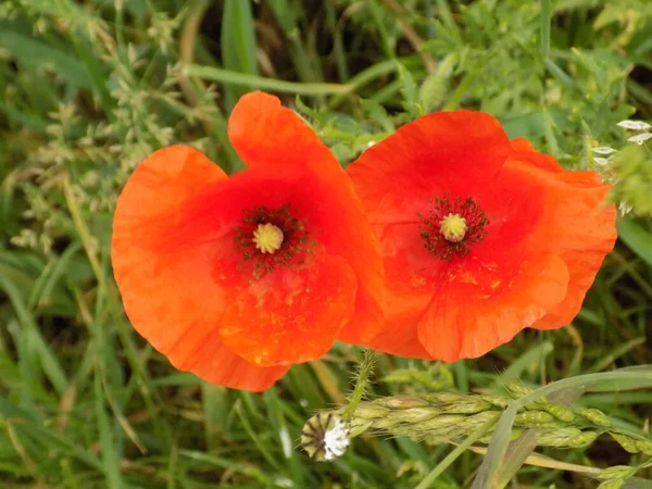 野生のケシ ラテン語 Papaver Rosea フィールドケシ 自食ケシ — ストック写真