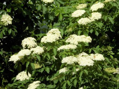 Kara mürver (Latince Sambcus ngra) - Yaprak döken çalılar, Adoxaceae ailesinin Yaşlı (Sambucus) türü.