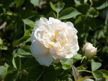 Beyaz gül (Latin Rosa L.)