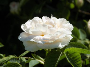 Beyaz gül (Latin Rosa L.)