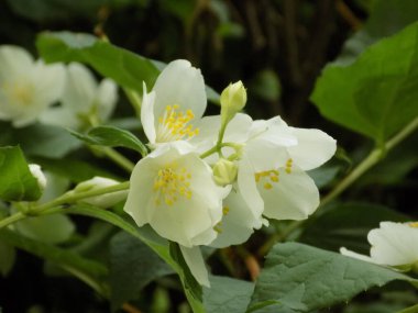 Yasemin Bush, (Yasemin meyveleri)