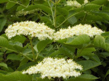 Kara mürver (Latince Sambcus ngra) - Yaprak döken çalılar, Adoxaceae ailesinin Yaşlı (Sambucus) türü.