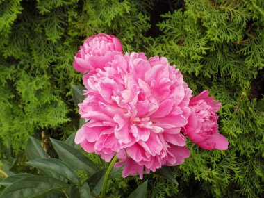 Şakayık (Lat.Paenia), uzun ömürlü otçul ve yapraklı çalıların (ağaç şakayıkları) bir cinsidir.)